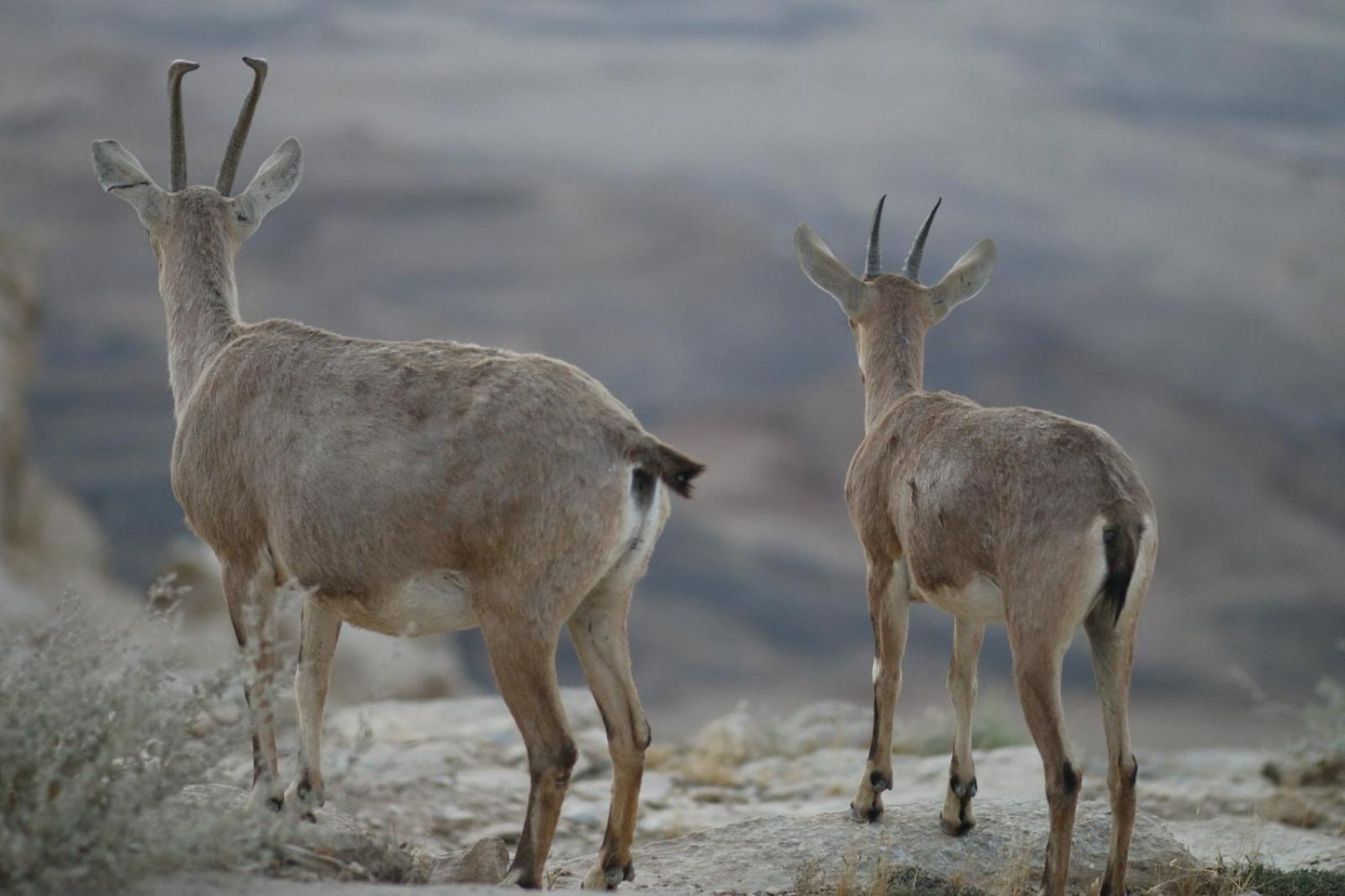 Ibex Unique Desert Inn Mitzpe Ramon Exterior foto