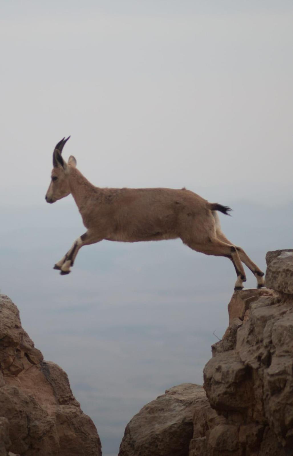 Ibex Unique Desert Inn Mitzpe Ramon Exterior foto