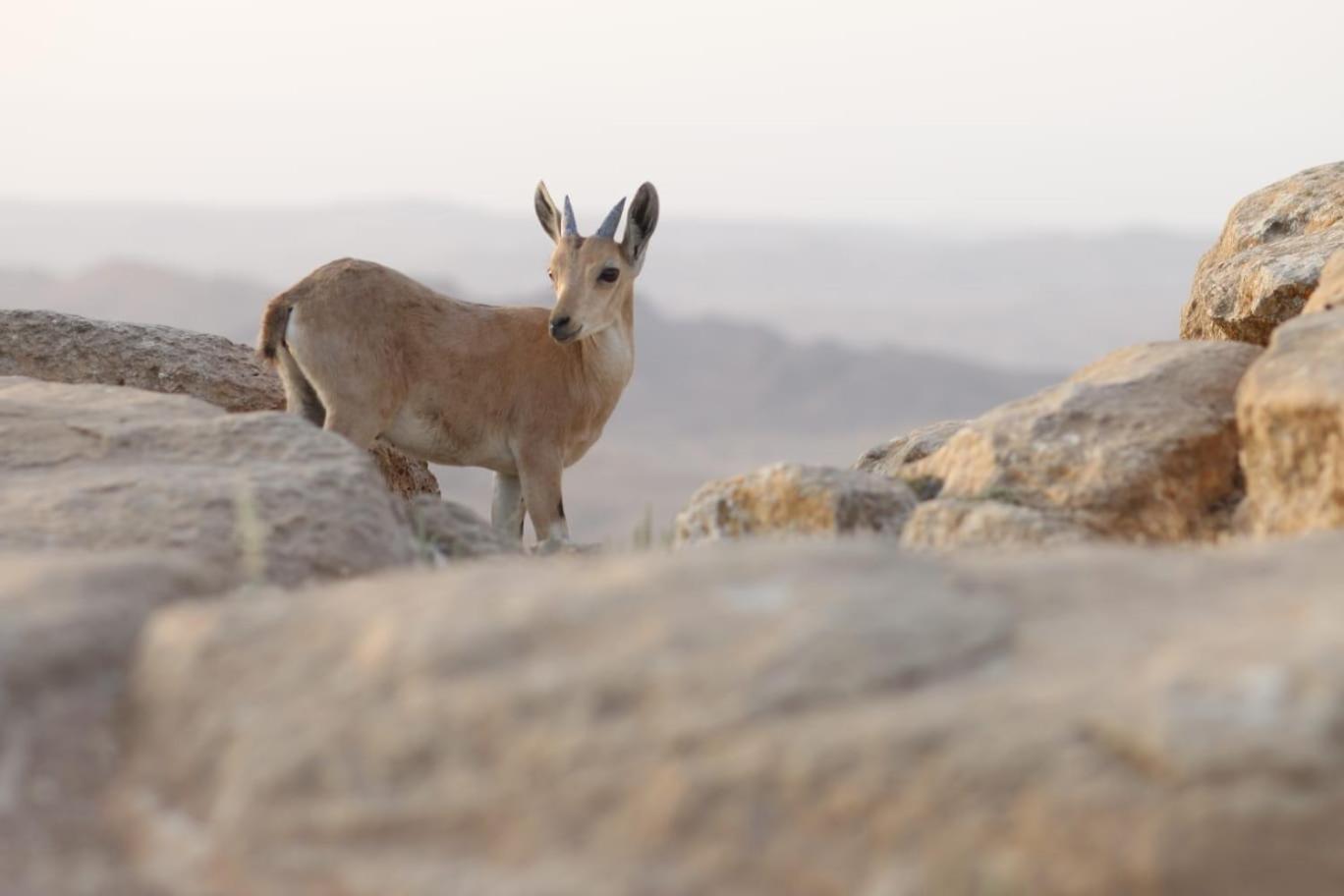 Ibex Unique Desert Inn Mitzpe Ramon Exterior foto